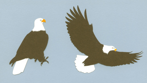 Eagle Pair | Fauna