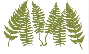 Ferns | Flora