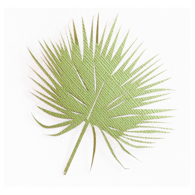 Tropical Frond | Flora