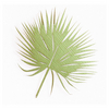 Image Tropical Frond
